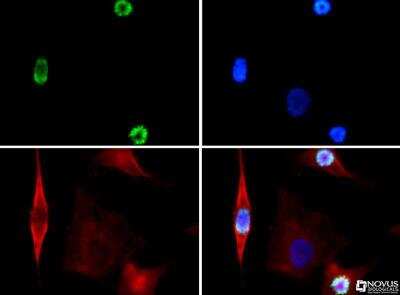 Immunocytochemistry/ Immunofluorescence: Histone H3 [p Ser28] Antibody - BSA Free [NB21-1188]